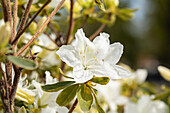 Rhododendron obtusum 'Luzi'