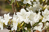 Rhododendron obtusum 'Luzi'