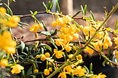 Berberis stenophylla