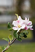 Malus domestica 'Ecolette'(s)