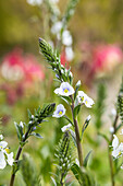 Veronica gentianoides