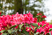 Rhododendron hybride (large-flowered)