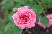 Rosa 'Marion'