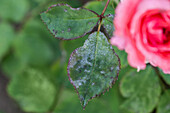 Powdery mildew on roses