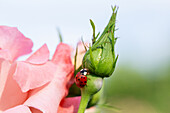 Marienkäfer auf einer Rose