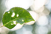 Pitting on a rose leaf