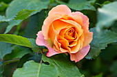 Shrub rose, orange
