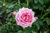 Rosa 'Rosenfee'