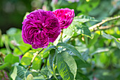 Rosa gallica 'Charles de Mills'