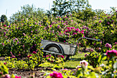Wheelbarrow - trolley in the rose garden