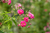 Rosa 'Emile Nérini'