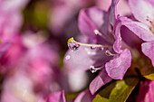 Rhododendron obtusum 'Negligé'®