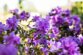 Rhododendron impeditum 'Luisella'