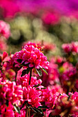 Rhododendron obtusum, pink