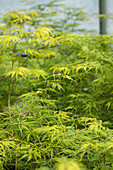 Acer palmatum 'Dissectum'