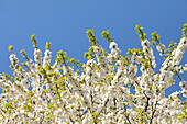 Prunus, ornamental cherry