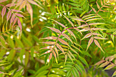 Sorbaria sorbifolia 'Sem'(s)