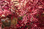 Acer palmatum 'Red Dragon'