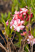 Rhododendron luteum 'Corneille'