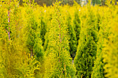 Thuja occidentalis 'Golden Smaragd'®