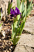 Iris barbata-nana 'Cherry Garden'