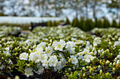 Rhododendron obtusum 'Schneeperle'®