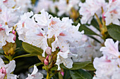 Rhododendron 'Cunningham's White'