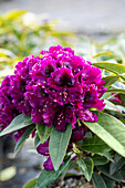 Rhododendron 'Dramatic Dark'®(s)