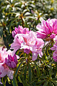 Rhododendron ponticum 'Filigran'