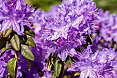Rhododendron 'Josefa Blue'