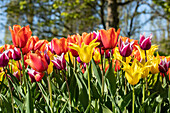 Tulipa