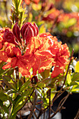 Rhododendron luteum 'Gibraltar'