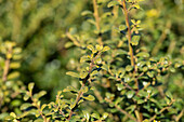 Ilex crenata 'Glorie Gem'