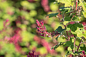 Ribes sanguineum 'Pulborough Scarlet'