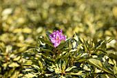 Rhododendron 'Blattgold'