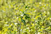 Cornus mas 'Schönbrunner Gourmet Dirndl'