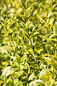 Ligustrum ovalifolium 'Aureum'