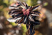 Sambucus nigra 'Black Tower'®