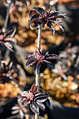 Sambucus nigra 'Black Tower'®