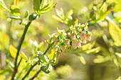 Vaccinium corymbosum 'Blue Jay'