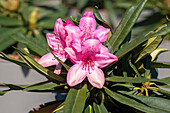 Rhododendron makinoi 'Pink Pearl'