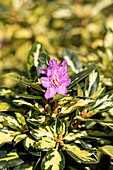 Rhododendron 'Blattgold'