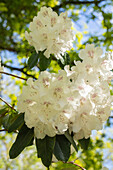 Rhododendron 'Boddaertianum'