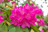 Rhododendron 'Annie Dalton'