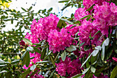 Rhododendron 'Antoon van Welie'