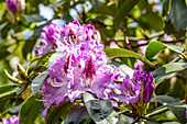 Rhododendron 'Blue Ensign'