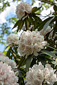 Rhododendron 'Boddaertianum'