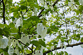 Davidia involucrata vilmoriniana