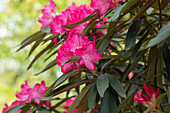 Rhododendron makinoi 'Düsselfeuer'