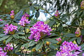 Rhododendron 'Vervaeneana Flore Pleno'